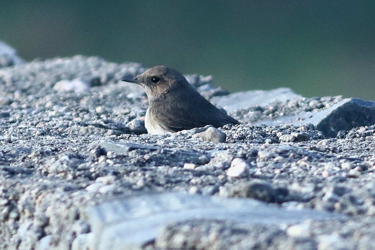 Variable Wheatear - Ains Priestman