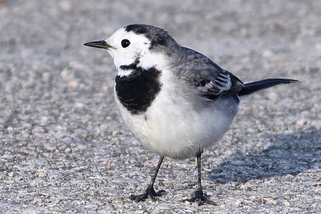 White Wagtail - ML400394051