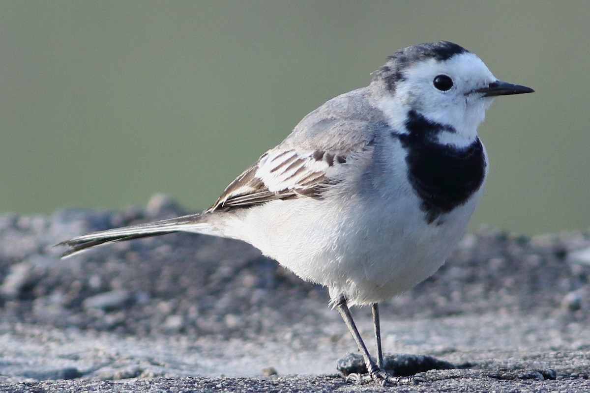 White Wagtail - ML400394061