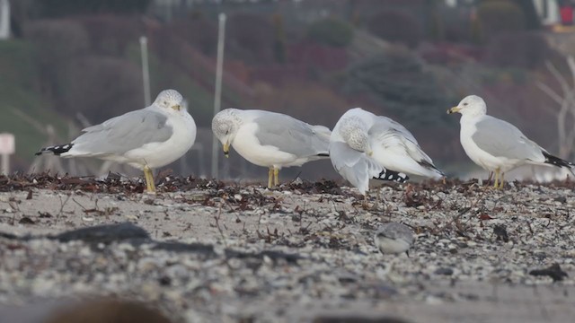 Ring-billed Gull - ML400395581