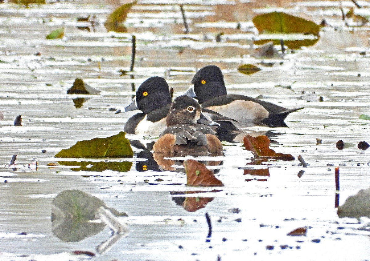 Ring-necked Duck - ML400395651