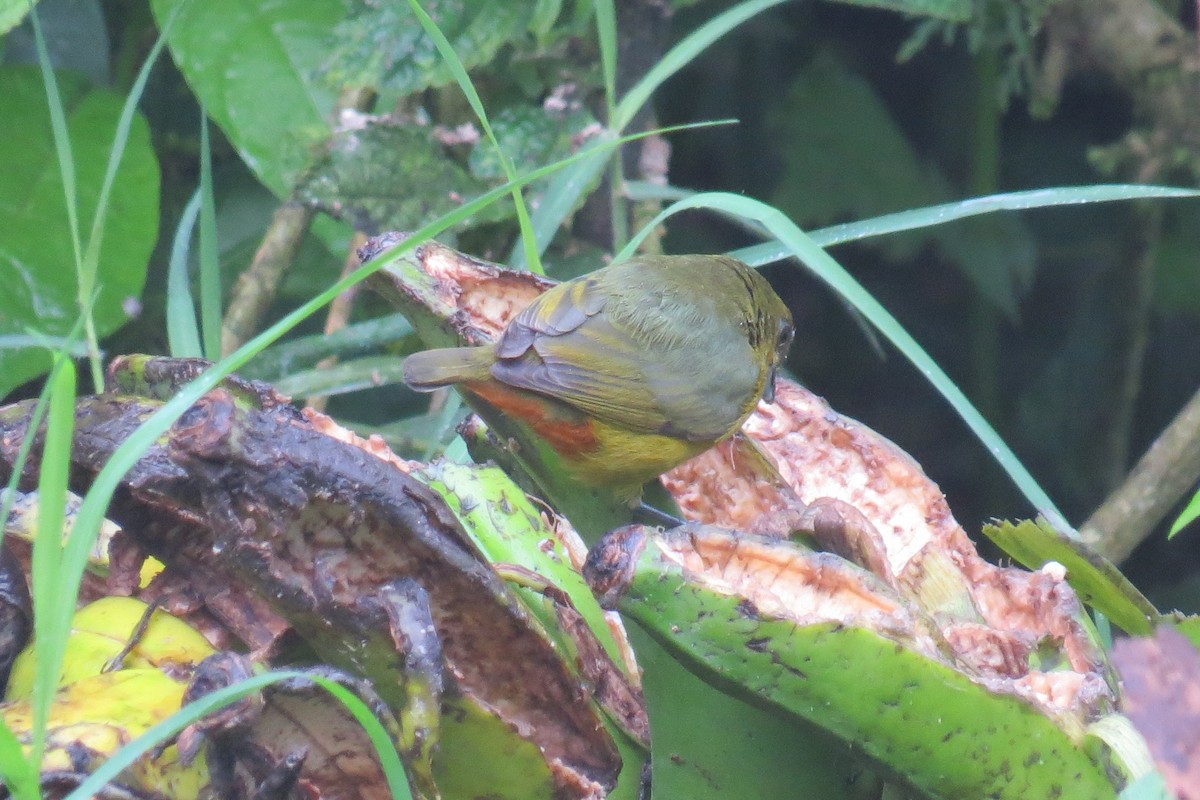 Olive-backed Euphonia - ML400396741