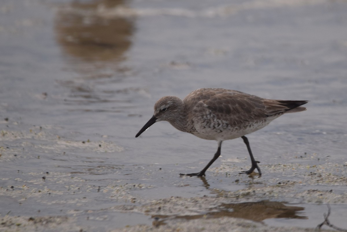 Red Knot - ML400398471