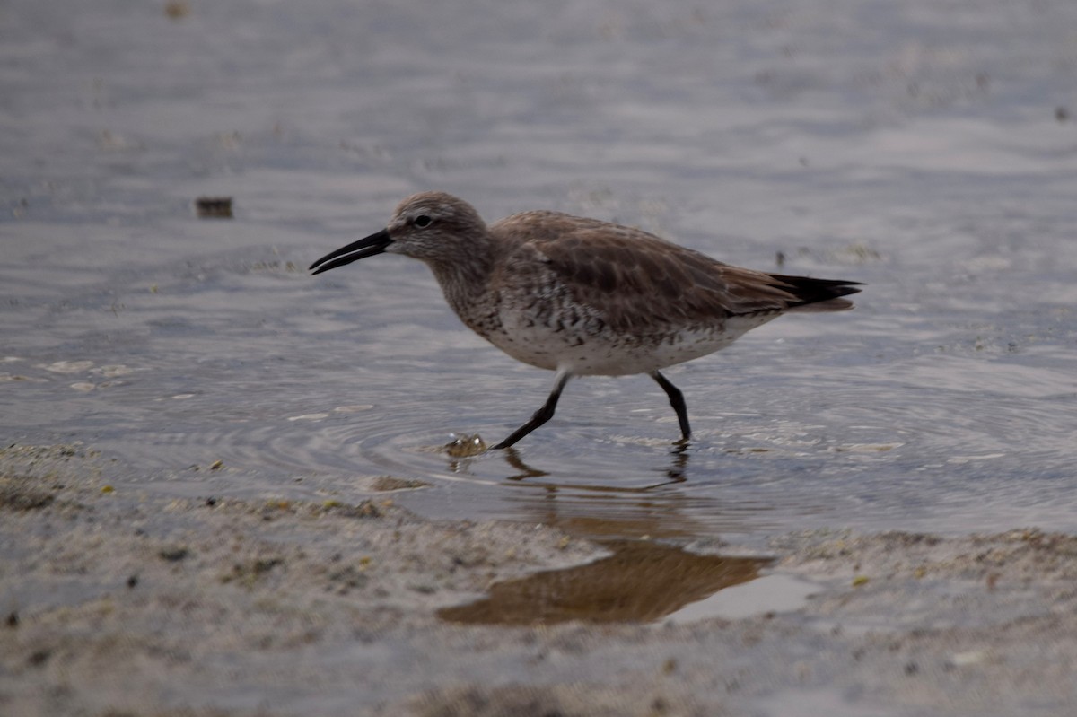 Red Knot - ML400398481