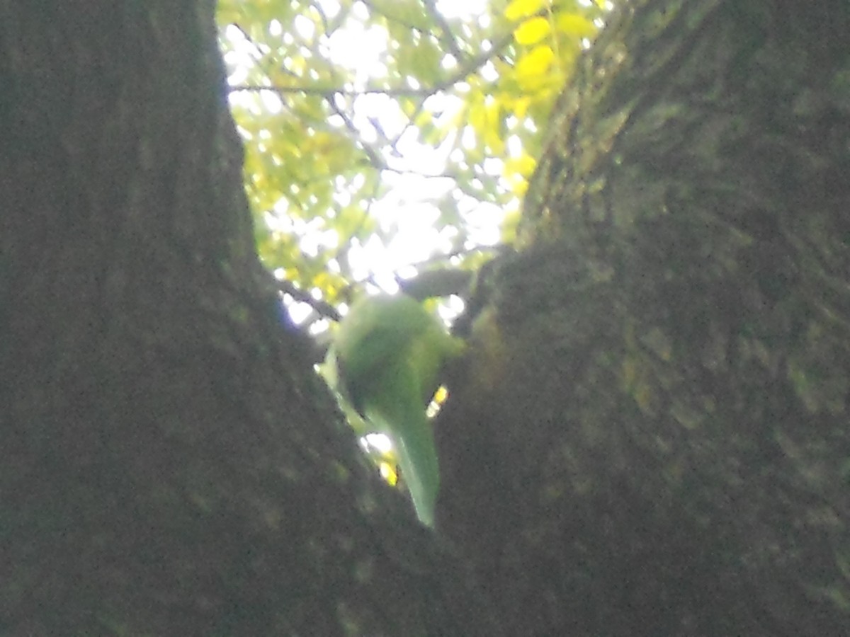 Rose-ringed Parakeet - ML400399391