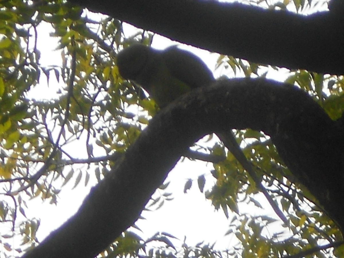 Rose-ringed Parakeet - ML400399551