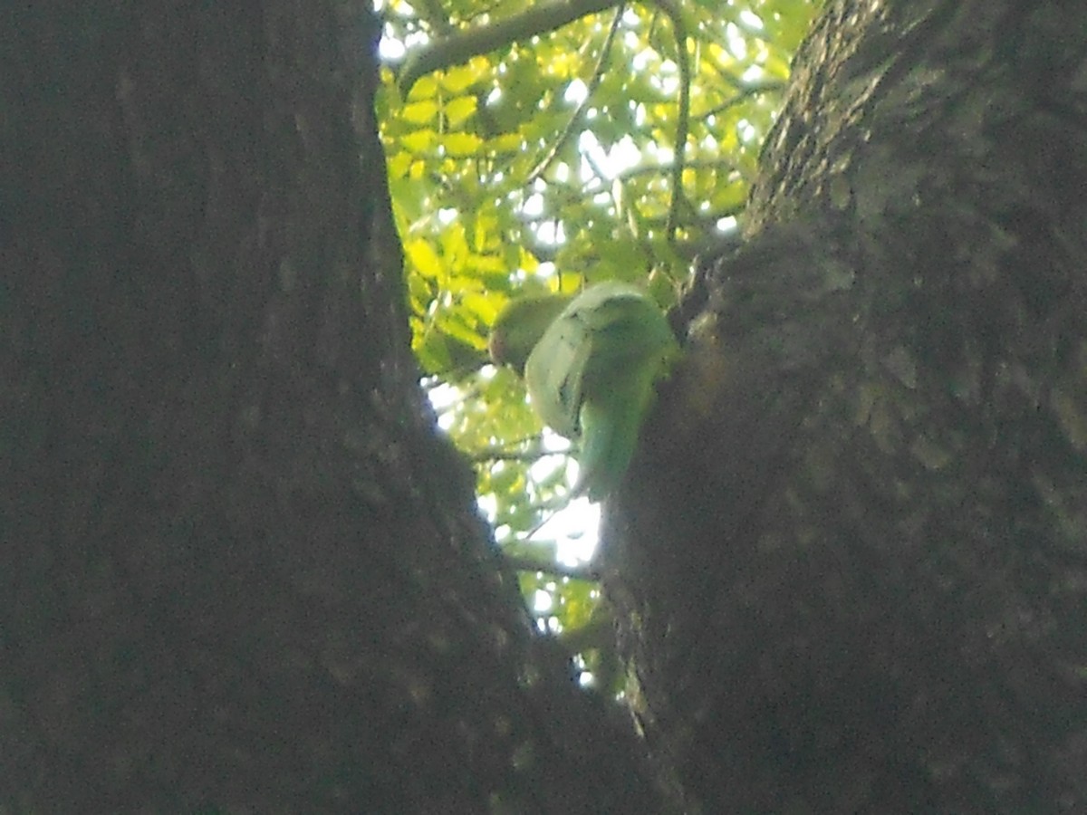 Rose-ringed Parakeet - Aaryan bhalla