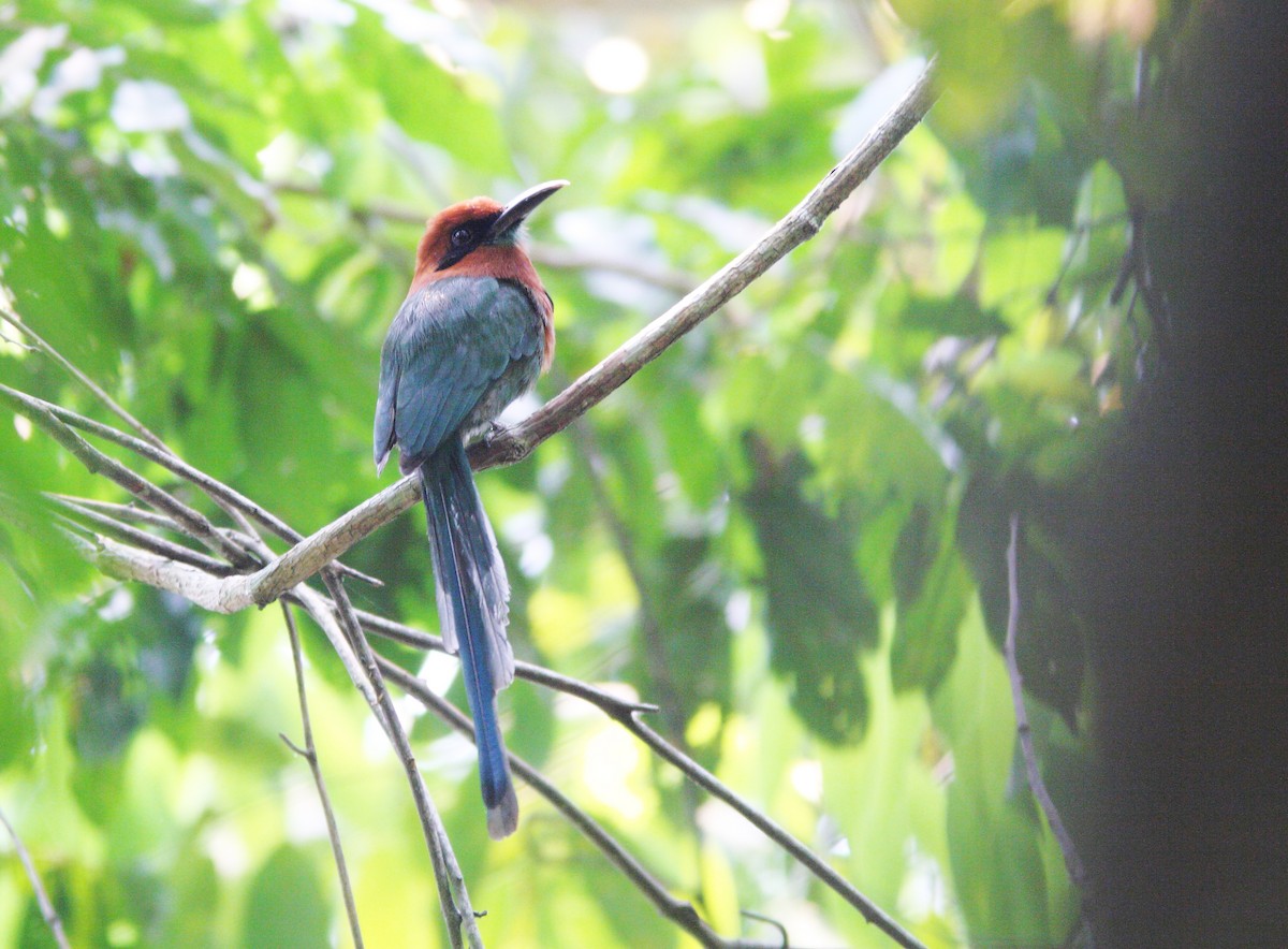 Plattschnabelmotmot [pyrrholaemum-Gruppe] - ML400400521