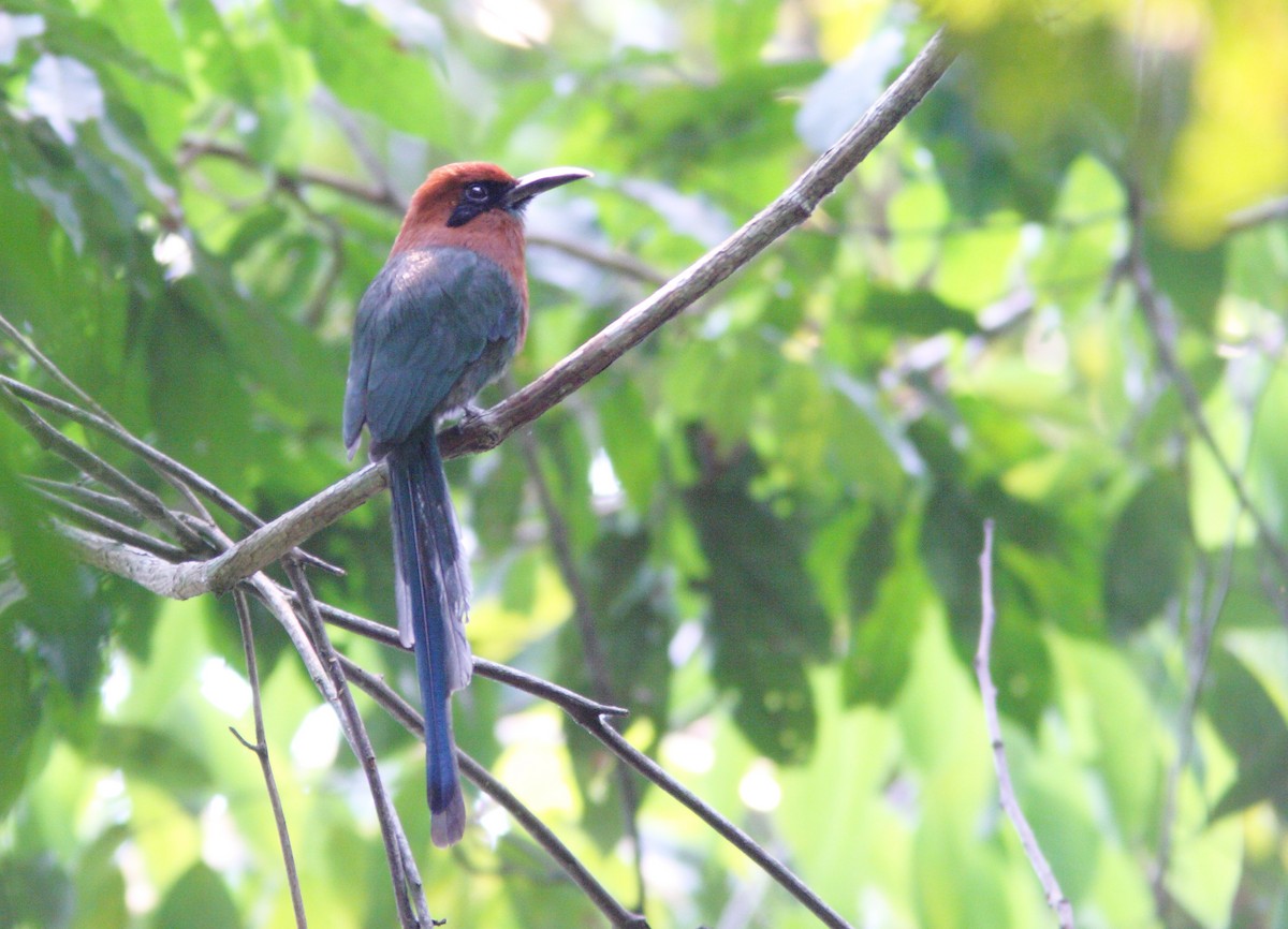 Koca Başlı Motmot [pyrrholaemum grubu] - ML400400561