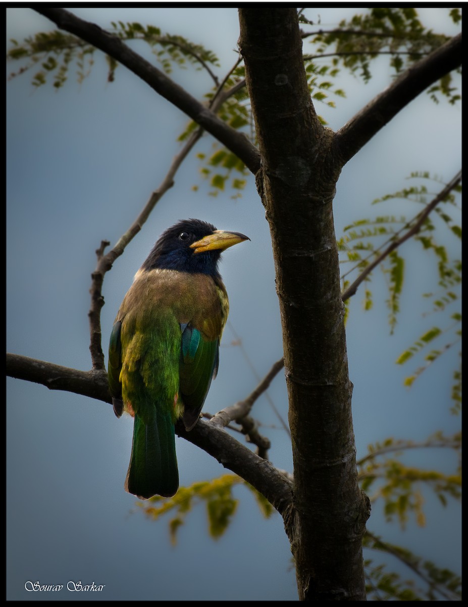 asian barbet sp. - ML400401831