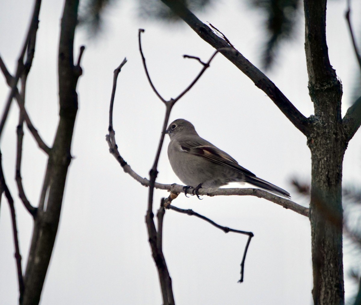 Townsend's Solitaire - ML400402361