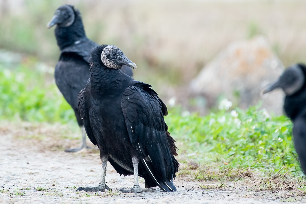 Black Vulture - Sandy Potere