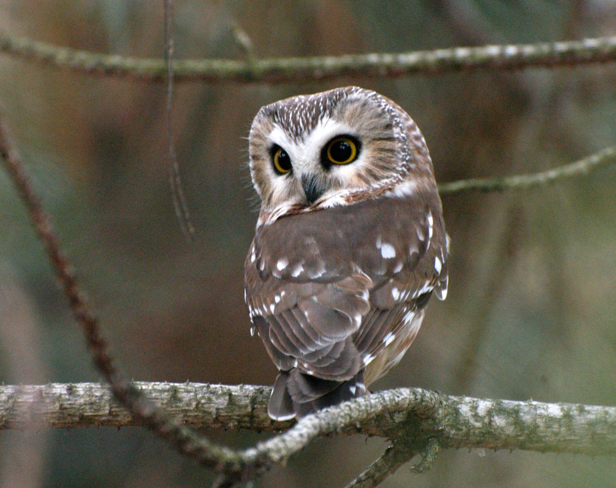 Northern Saw-whet Owl - ML400403451