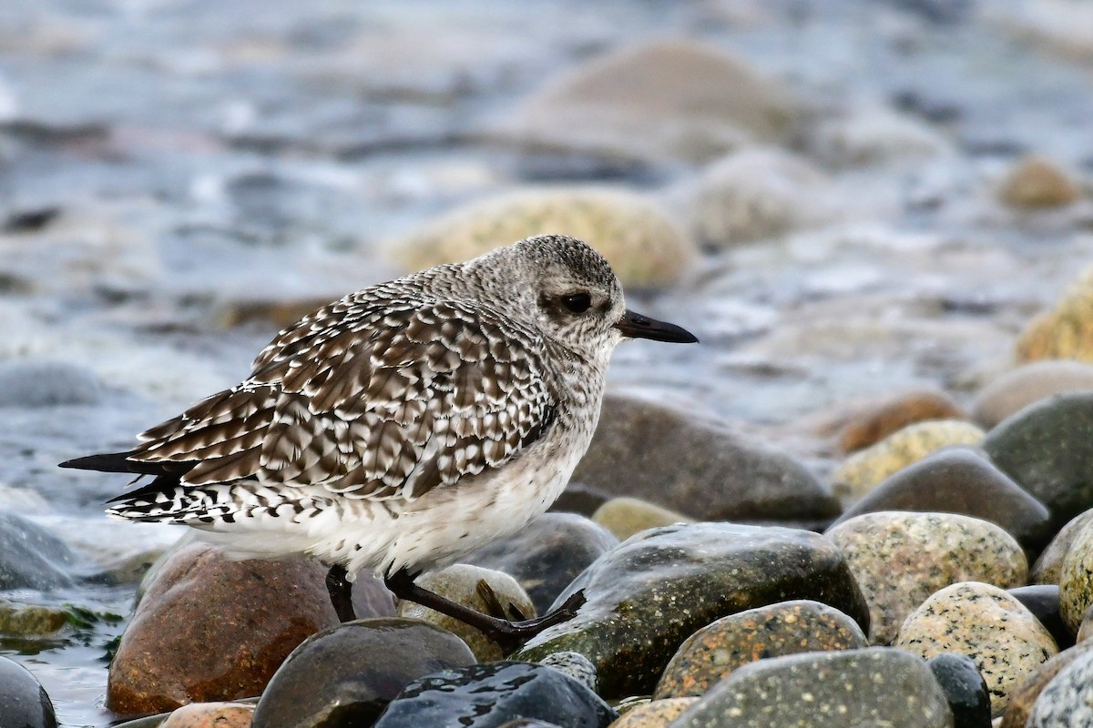 Black-bellied Plover - Sia McGown