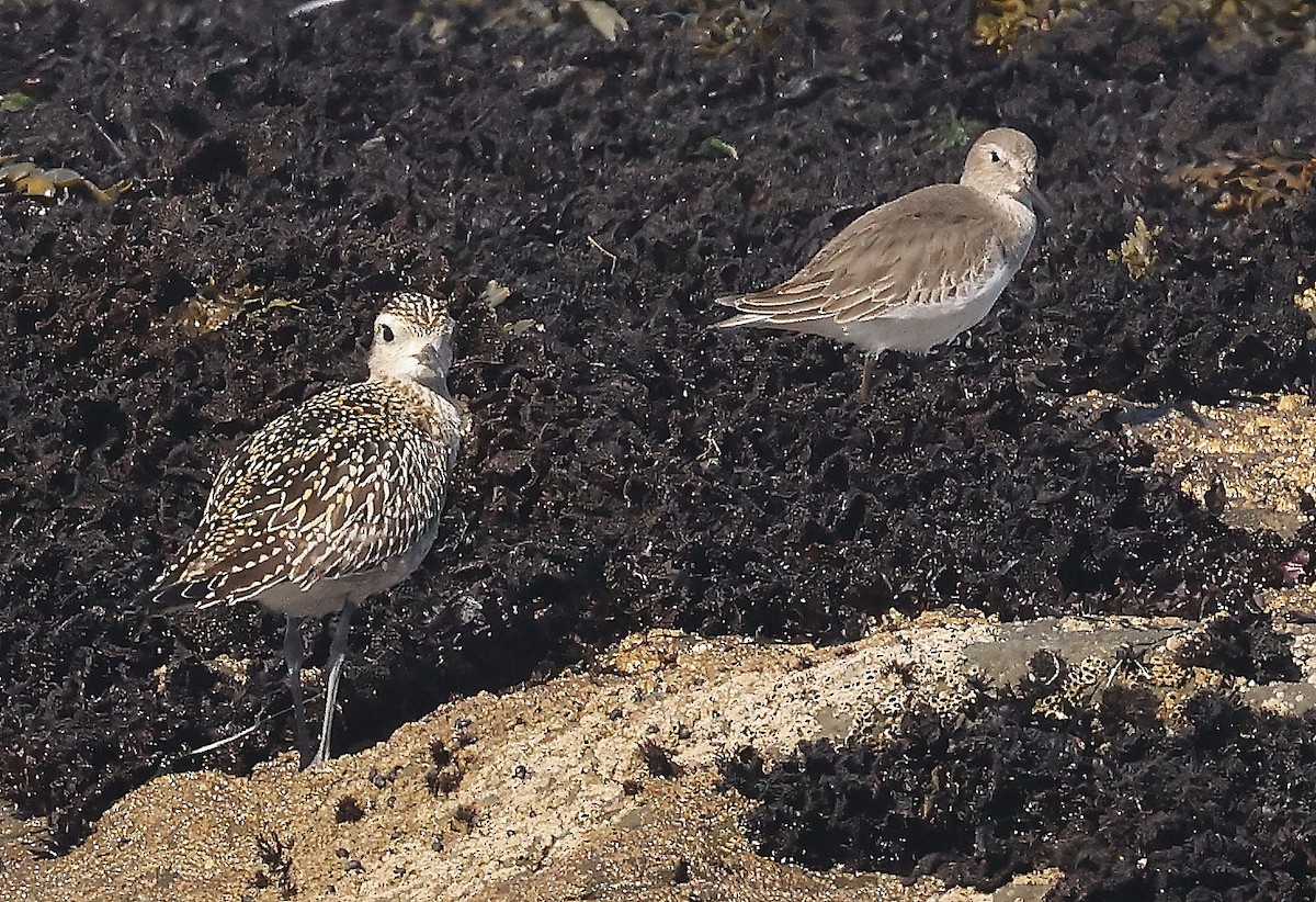 Pacific Golden-Plover - ML400407021