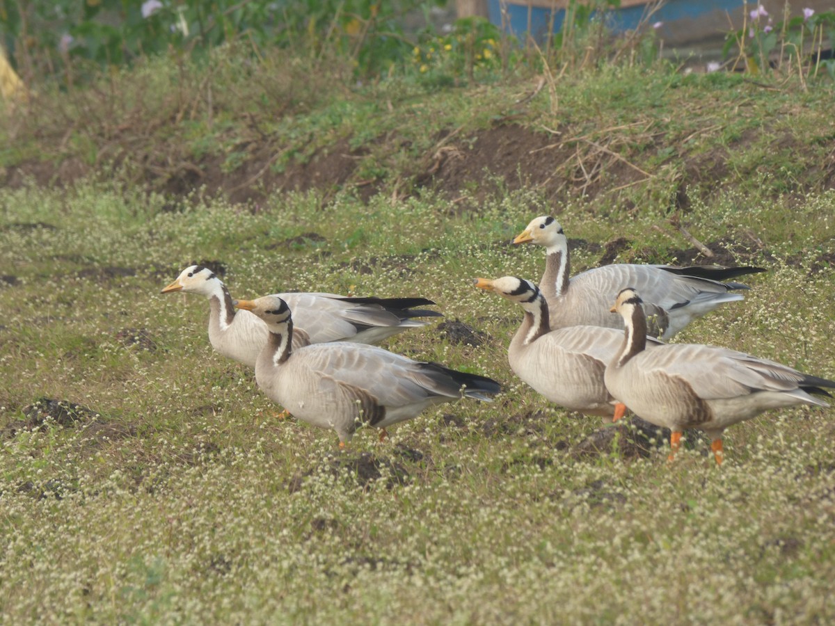 Bar-headed Goose - Ninad Raote