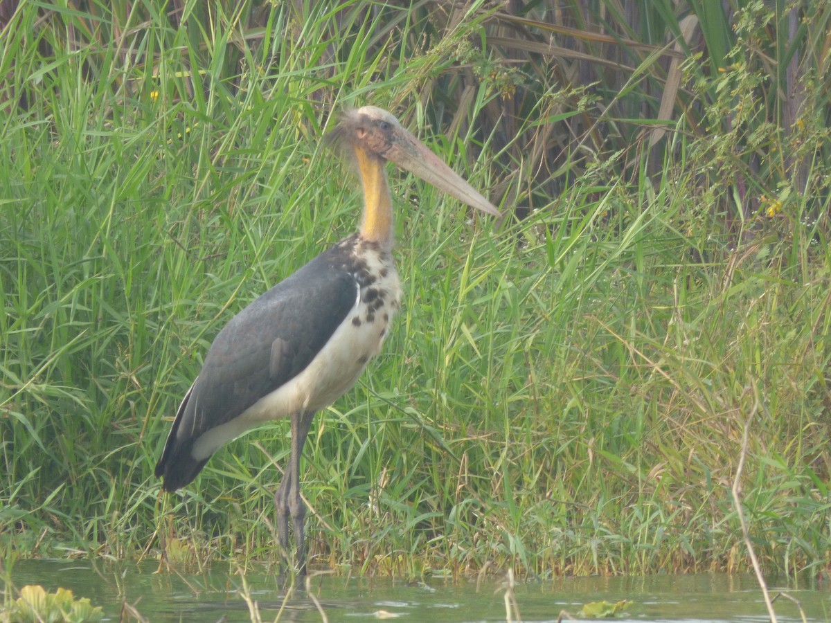 Lesser Adjutant - ML400410461