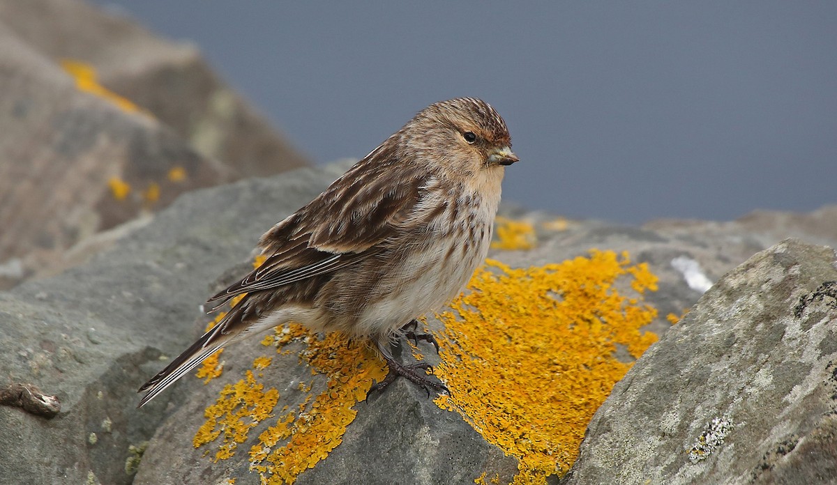 Twite - Paul Chapman