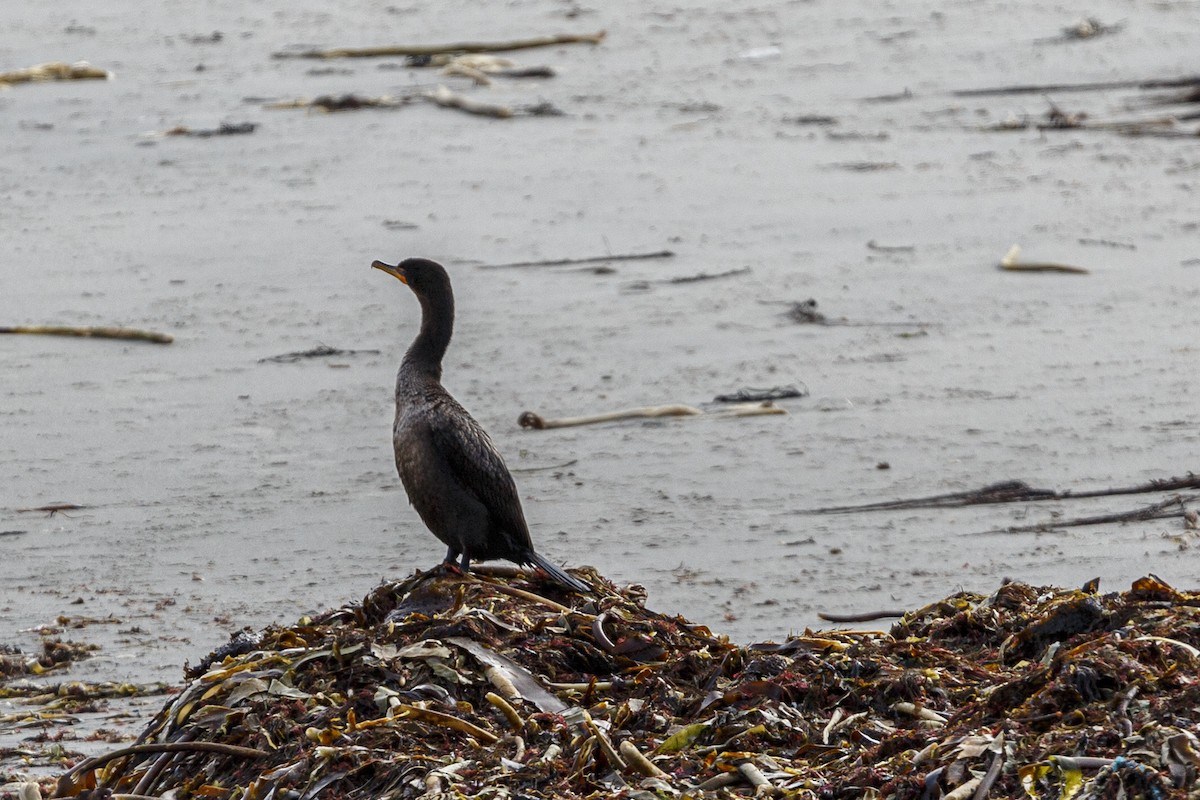 Double-crested Cormorant - Peter Shelton