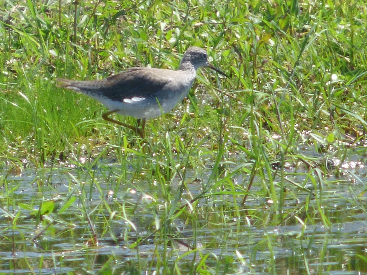 Solitary Sandpiper - ML40041341