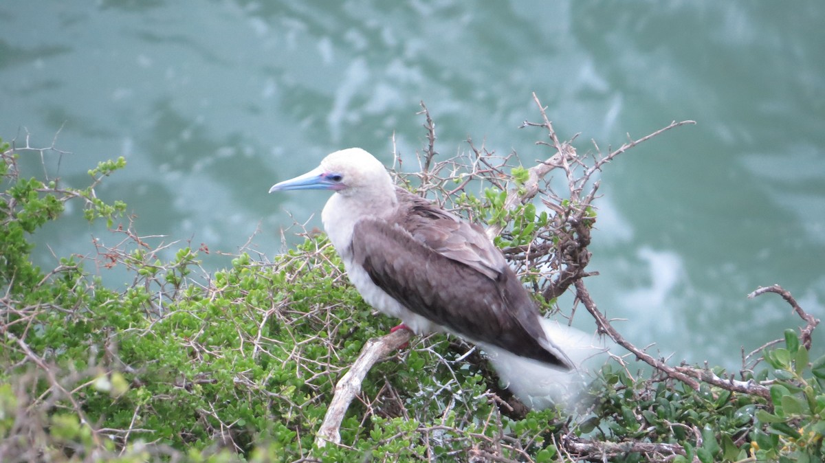 Red-footed Booby - ML400414601