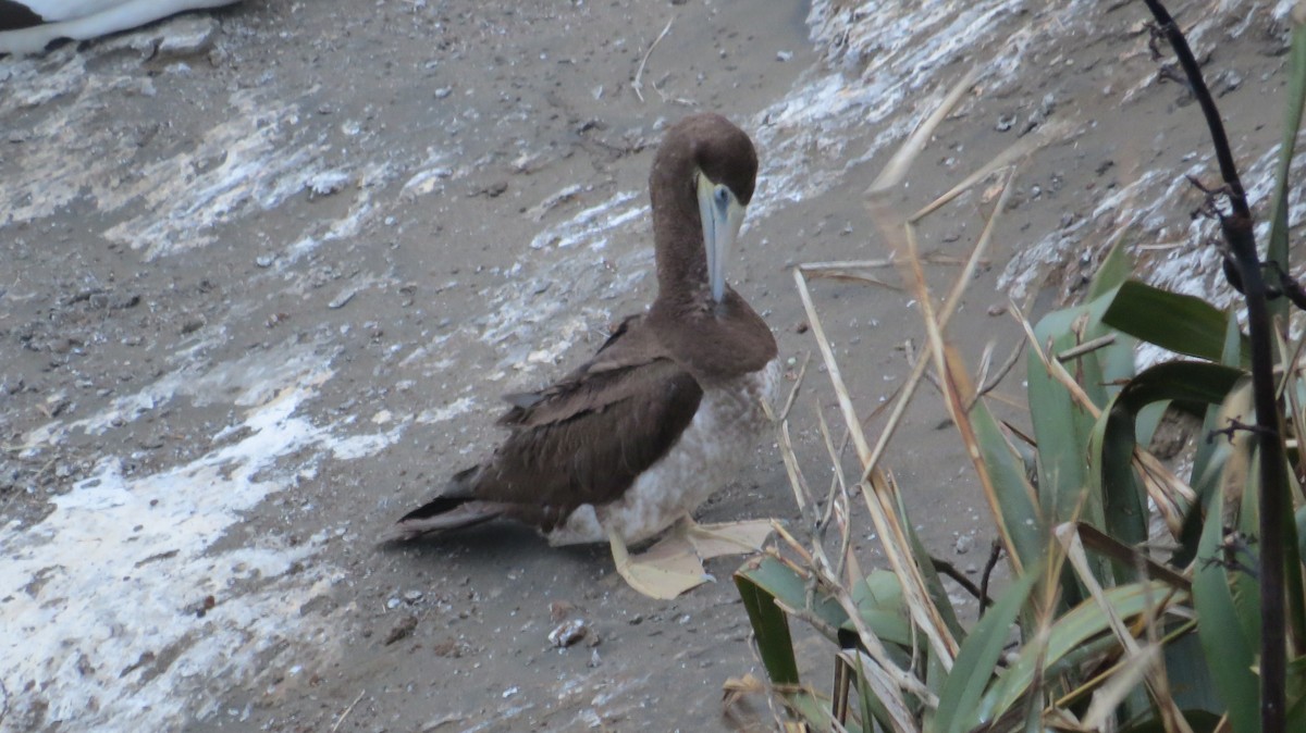 Brown Booby - ML400414911