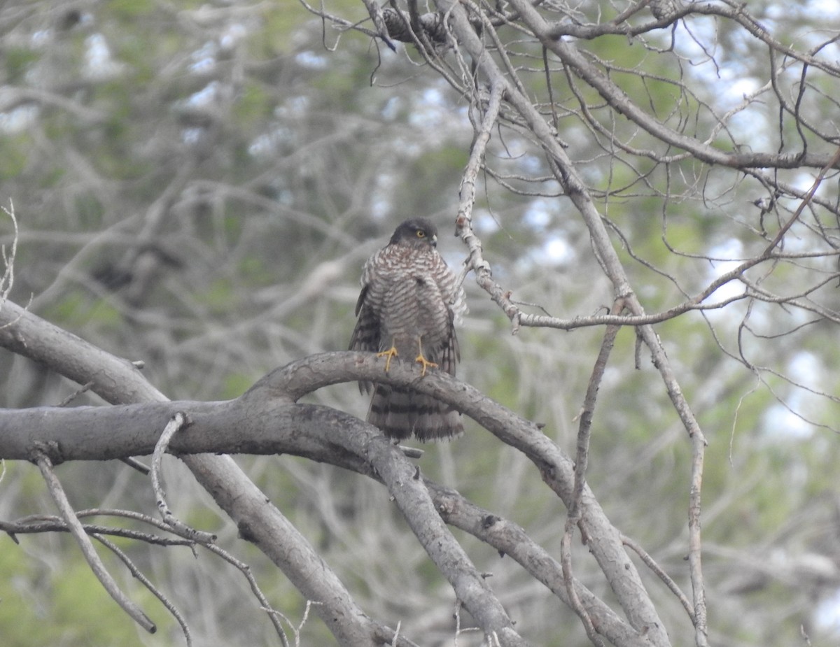 Eurasian Sparrowhawk - ML400415511