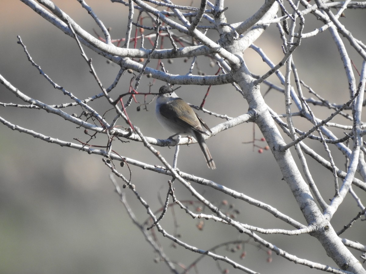 Eurasian Blackcap - ML400415641