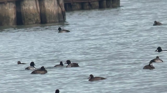 Tufted Duck - ML400418121