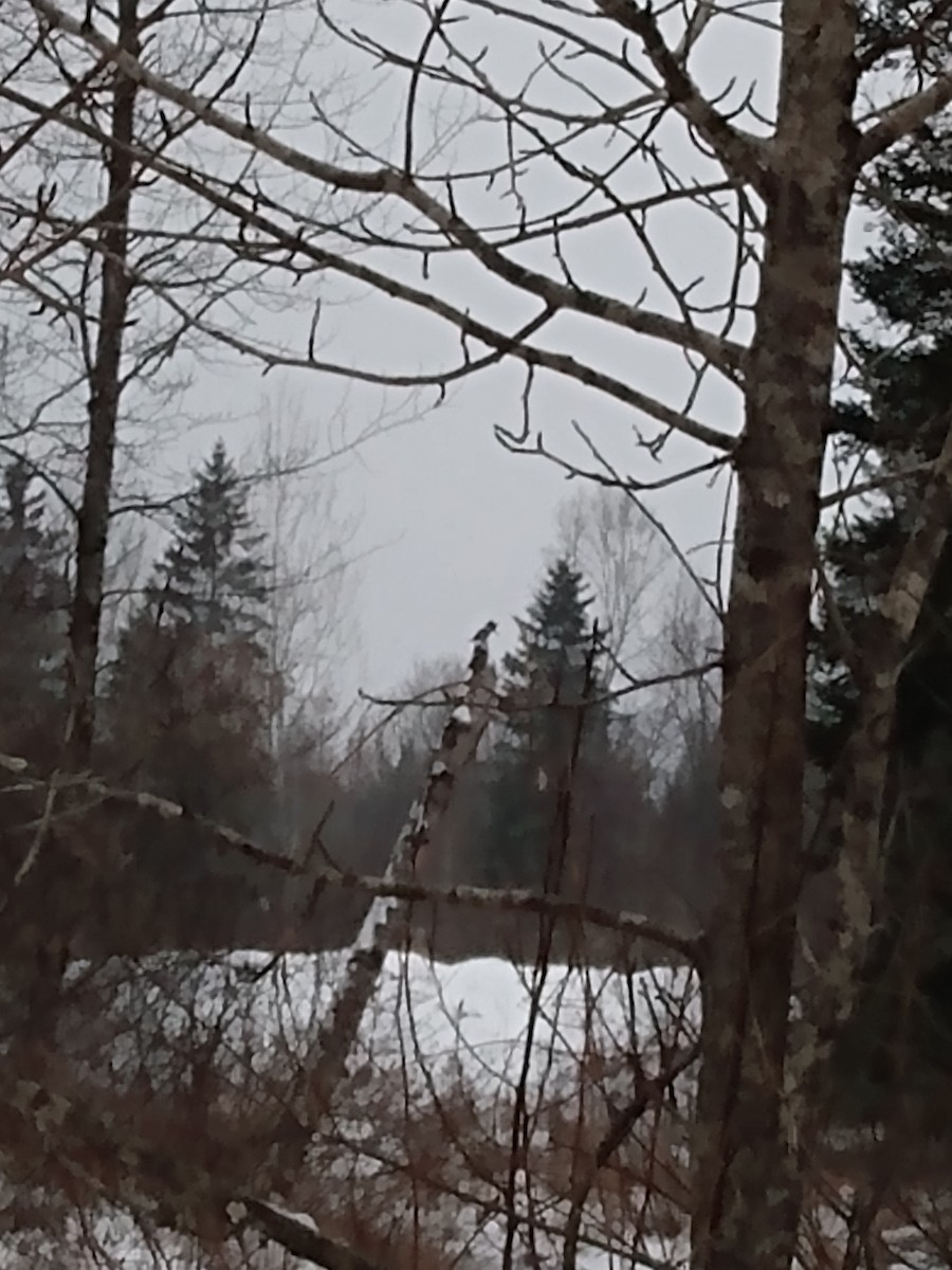 Belted Kingfisher - ML400420211