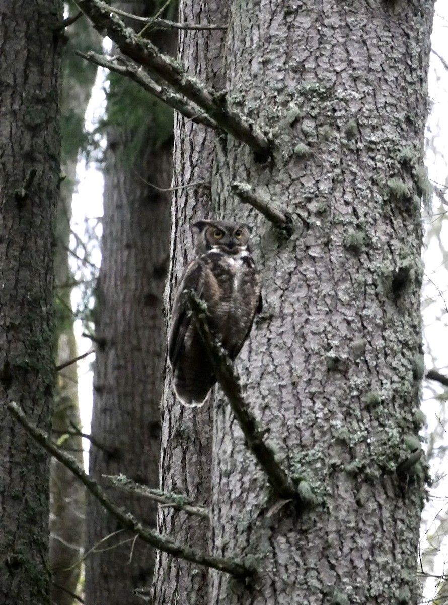 Great Horned Owl - ML400420311