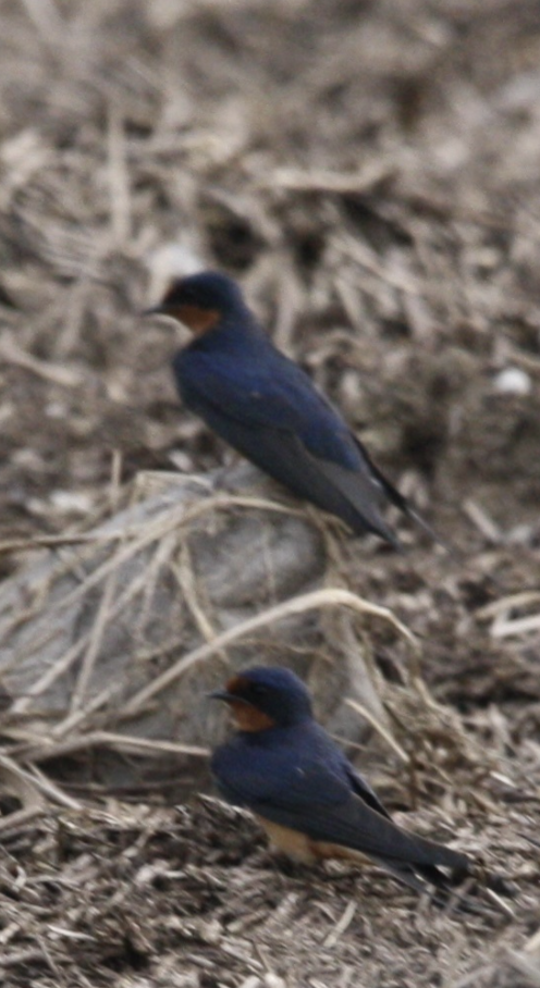 Barn Swallow - Sawyer Baran