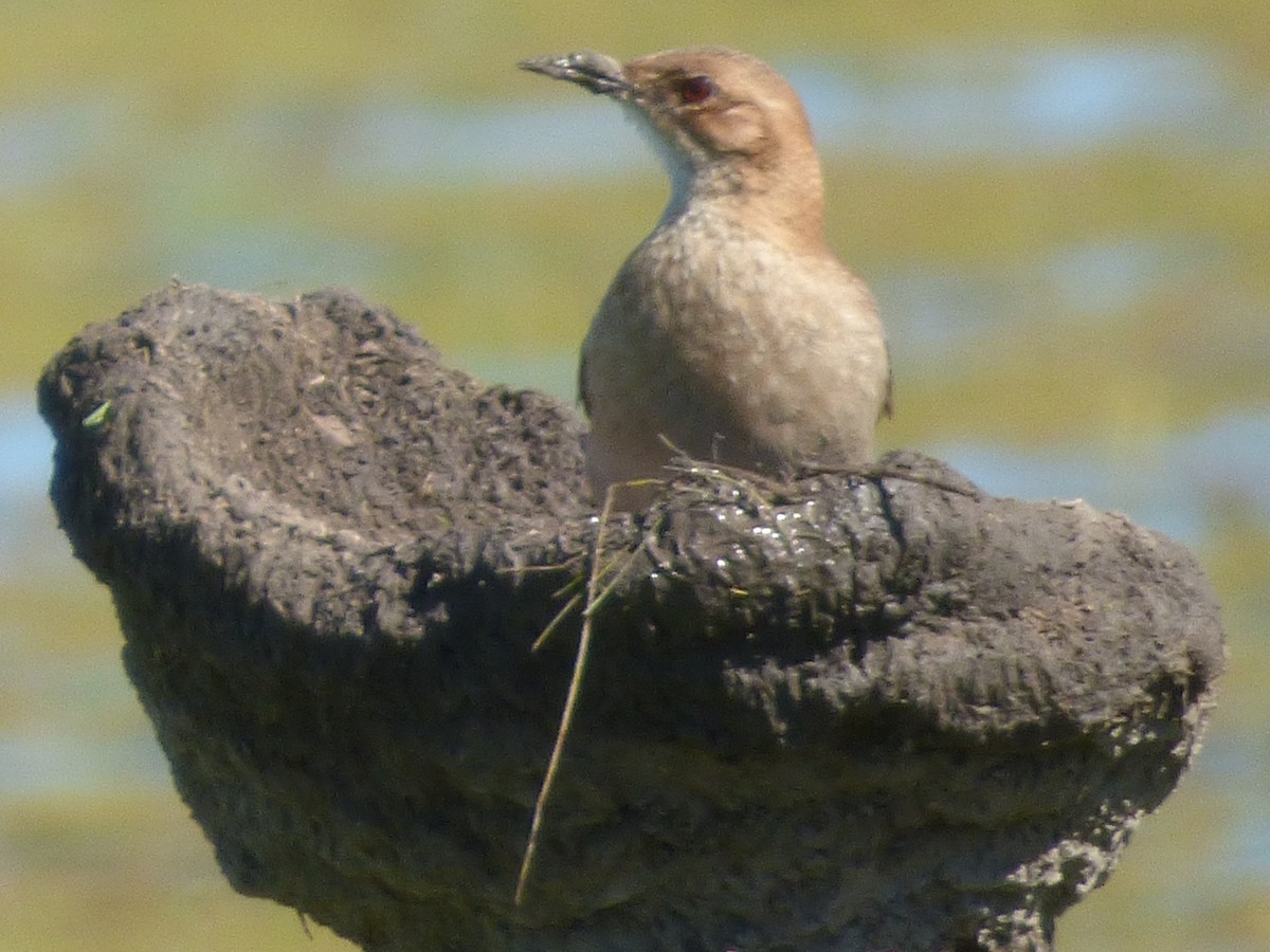 Rufous Hornero - ML40042251