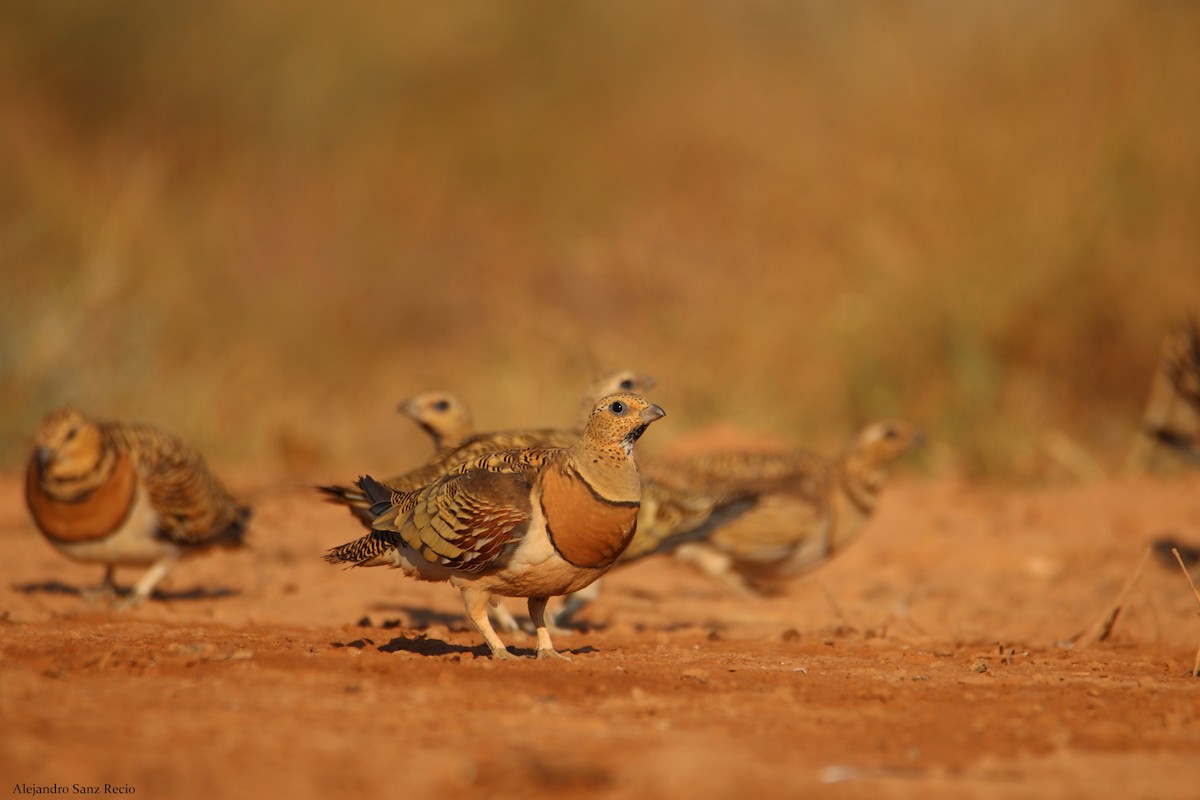 Pin-tailed Sandgrouse - Alejandro Sanz