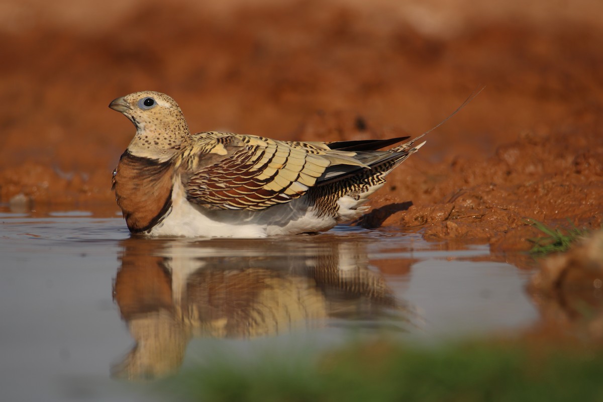 Pin-tailed Sandgrouse - ML400424461