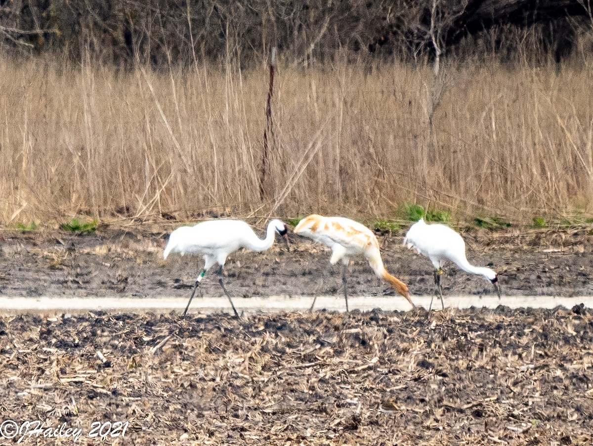 Whooping Crane - ML400424591