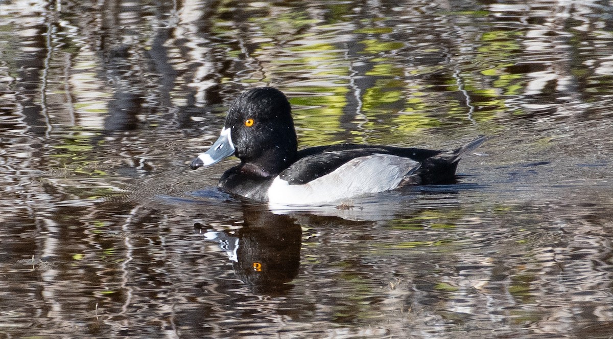 Ring-necked Duck - ML400424791