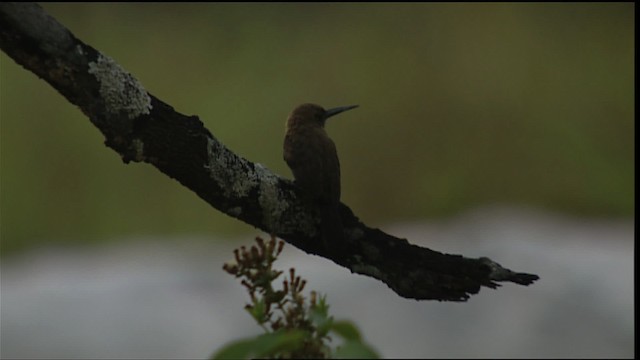 Pale-headed Jacamar - ML400425