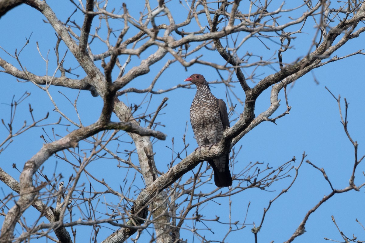 Scaled Pigeon - ML400426291