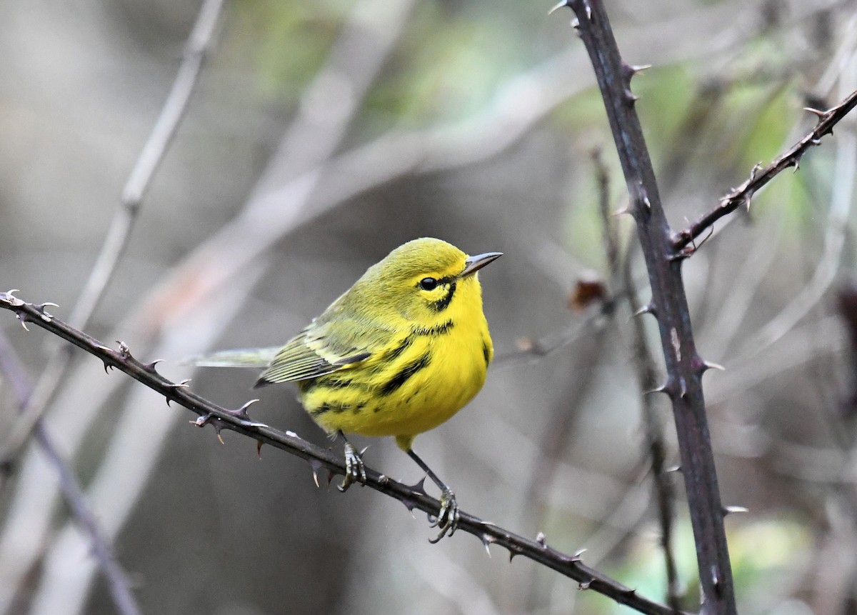 Prairie Warbler - ML400426481