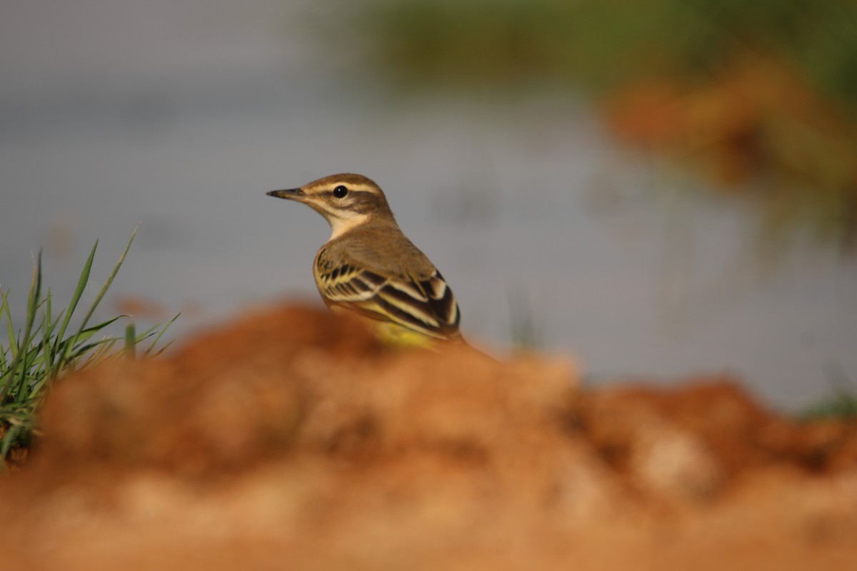 Western Yellow Wagtail - ML400426861