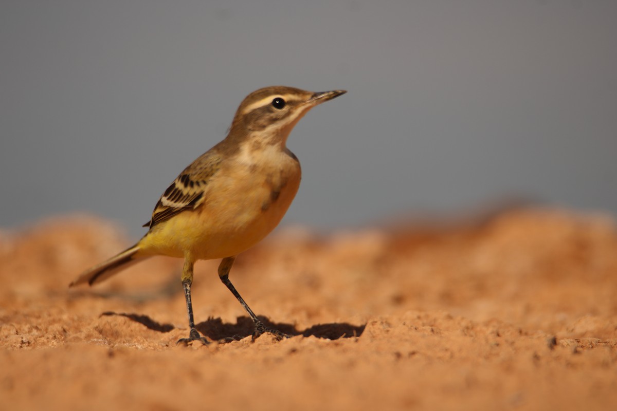 Western Yellow Wagtail - ML400426871