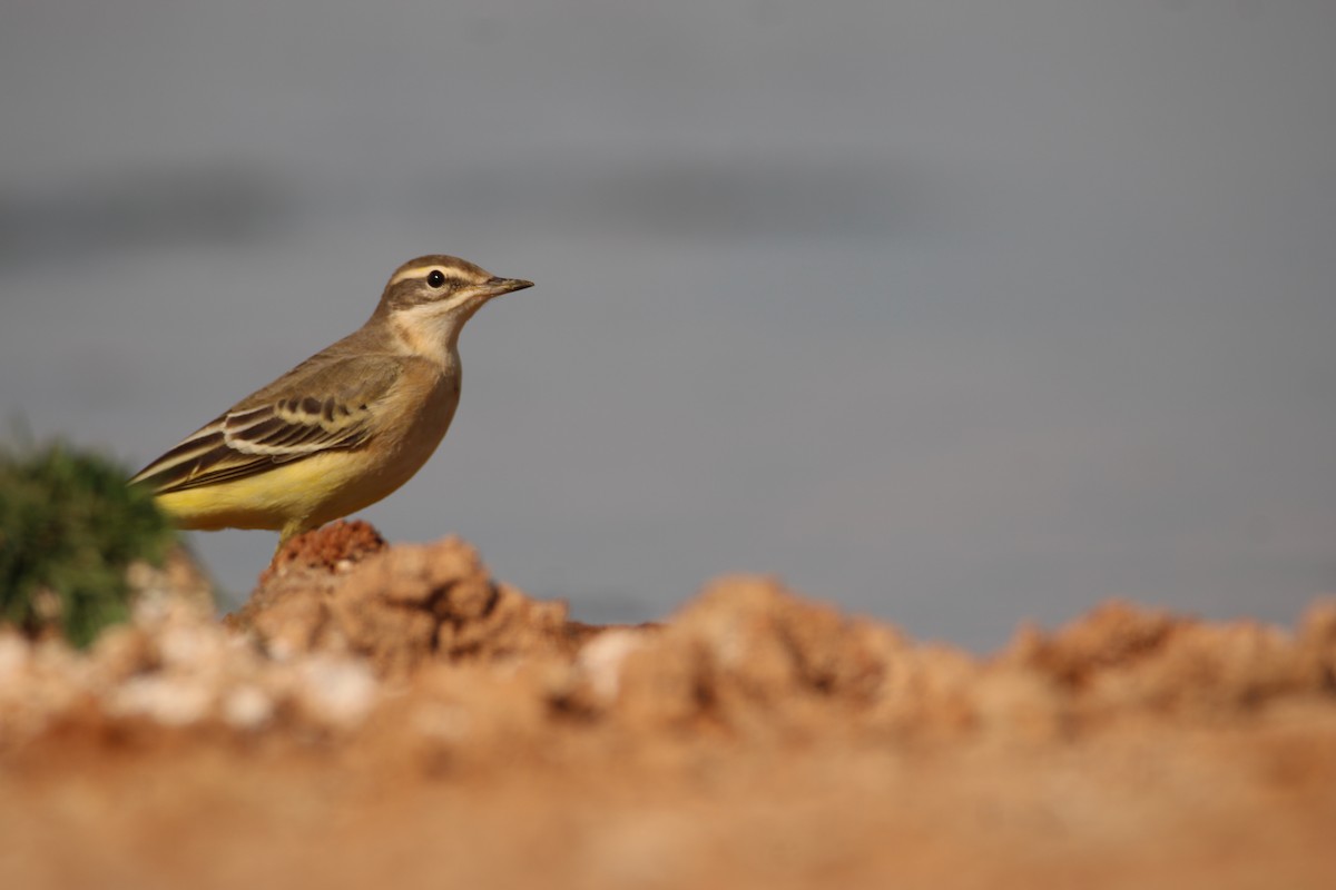 Western Yellow Wagtail - ML400426891