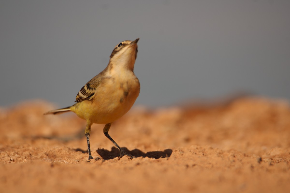 Western Yellow Wagtail - ML400426901