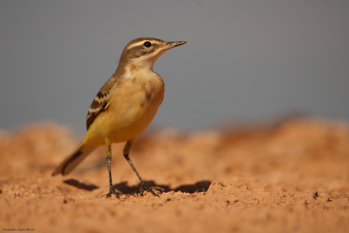 Western Yellow Wagtail - ML400426911