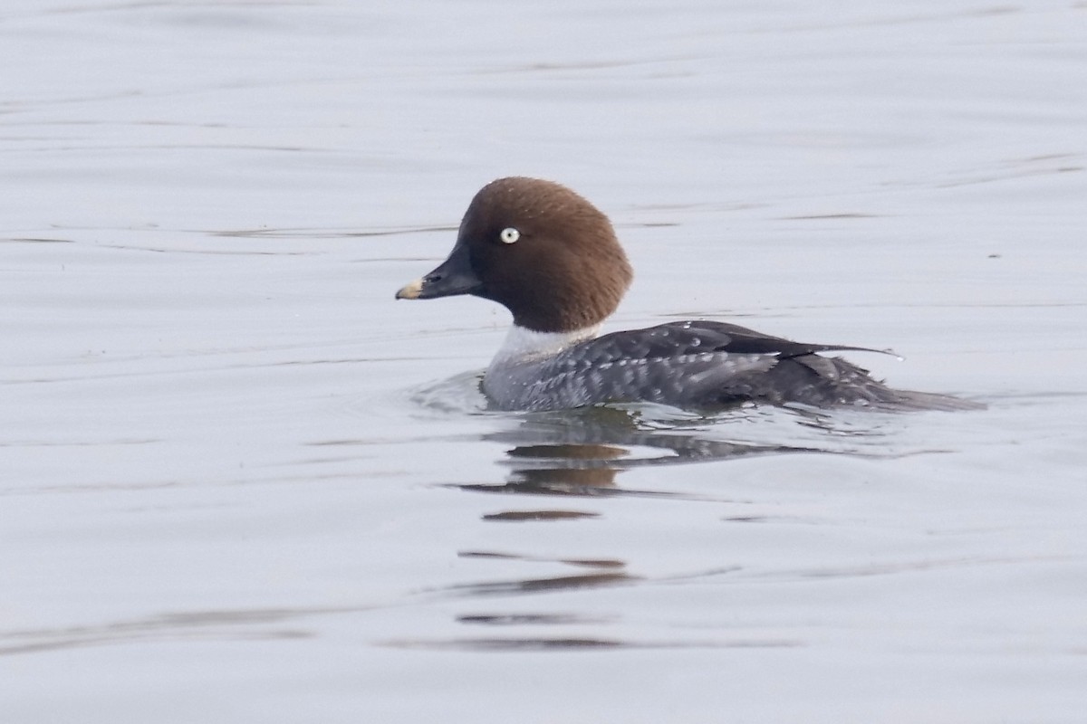 Common Goldeneye - Jeff Osborne