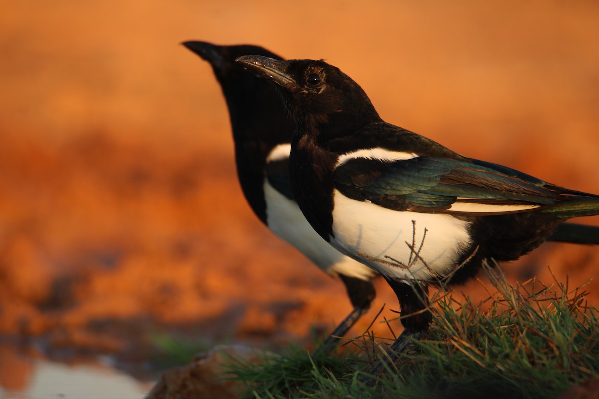 Eurasian Magpie - ML400427441