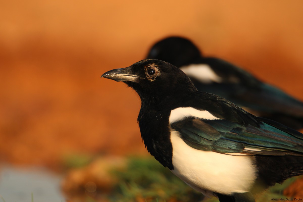 Eurasian Magpie - Alejandro Sanz