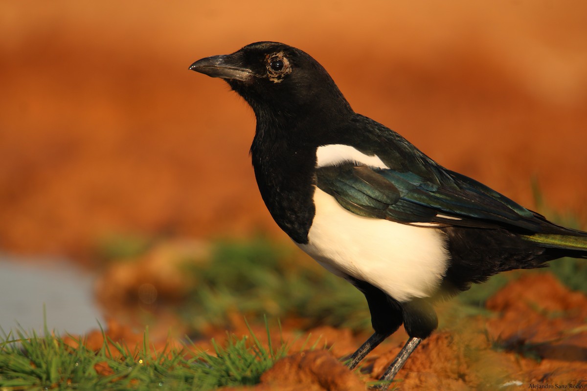 Eurasian Magpie - Alejandro Sanz