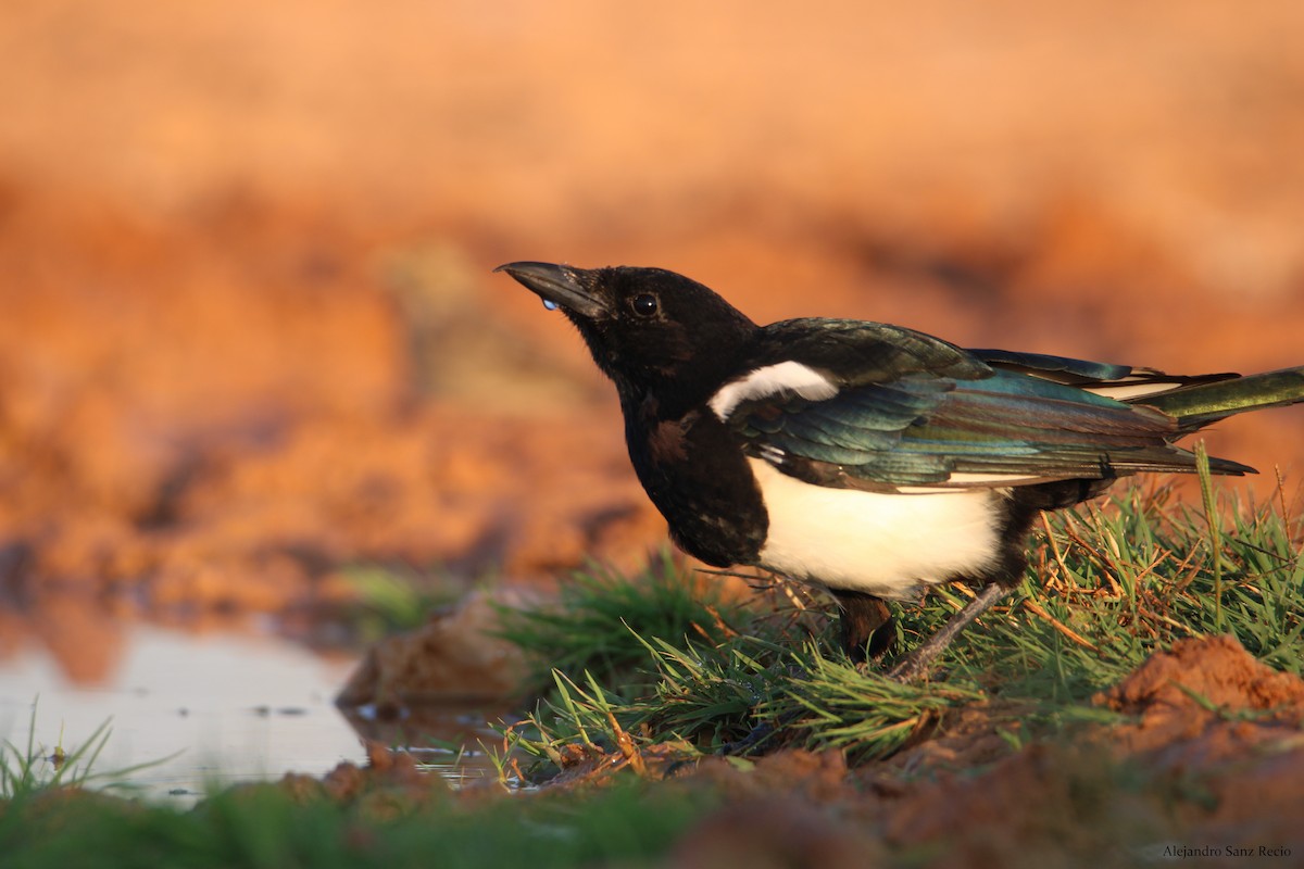 Eurasian Magpie - Alejandro Sanz